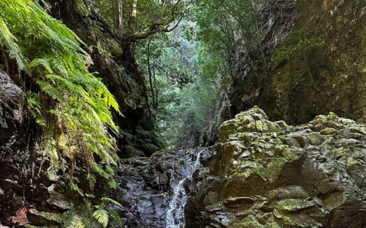 Madeira Verdant Laurisilva Forests - Madeira's Natural